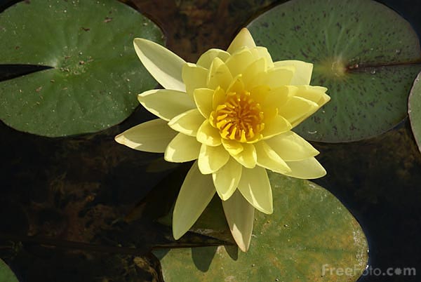 Yellow Water-lily, Jardin Maria Serena, Menton