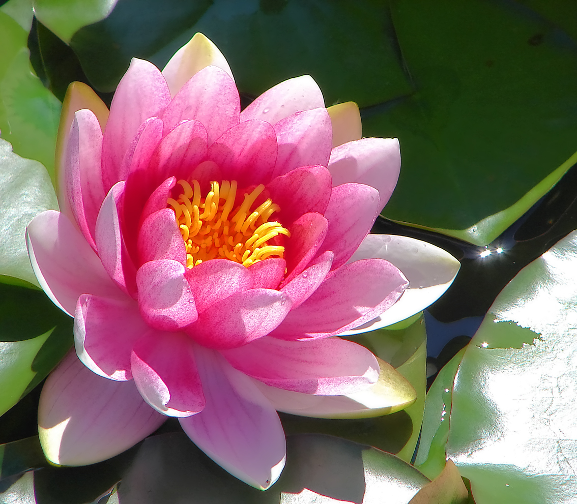 Pink_water_lily
